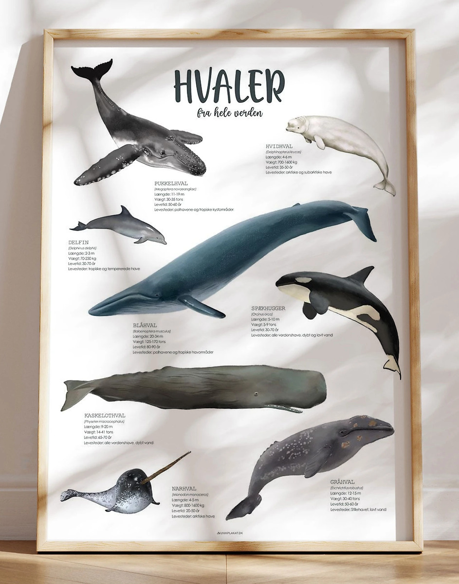Plakat Med Hvaler   Hvaler Fra Verdens Have