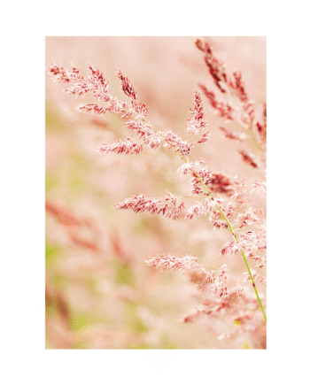 Plakat  Quot Rosa Siv Quot  A4