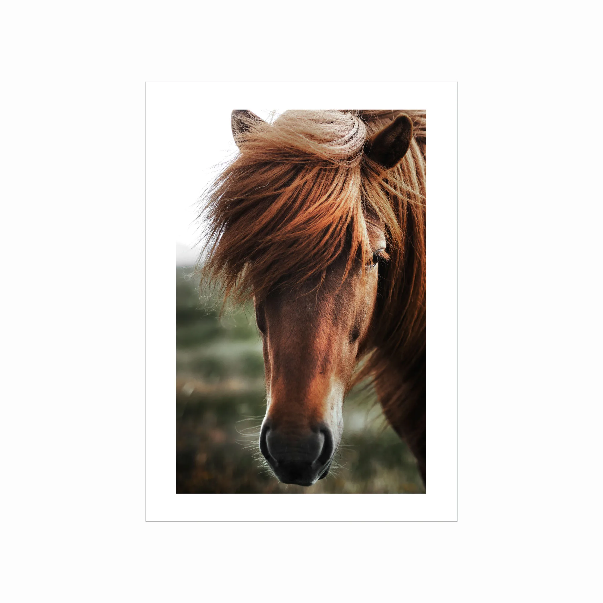 Plakater Med Dyr  Chestnut Horse