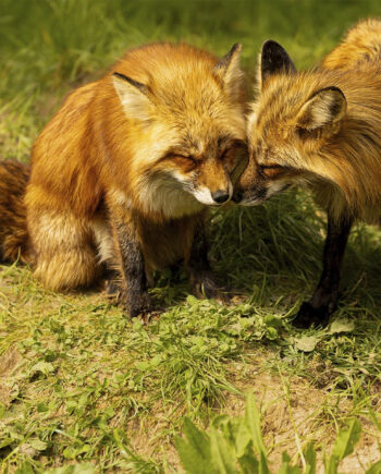 Ræve Pleje Af Msj Natur Foto