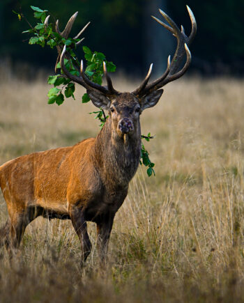 Red Deer Stag With Accessories Af Daniel Faisst