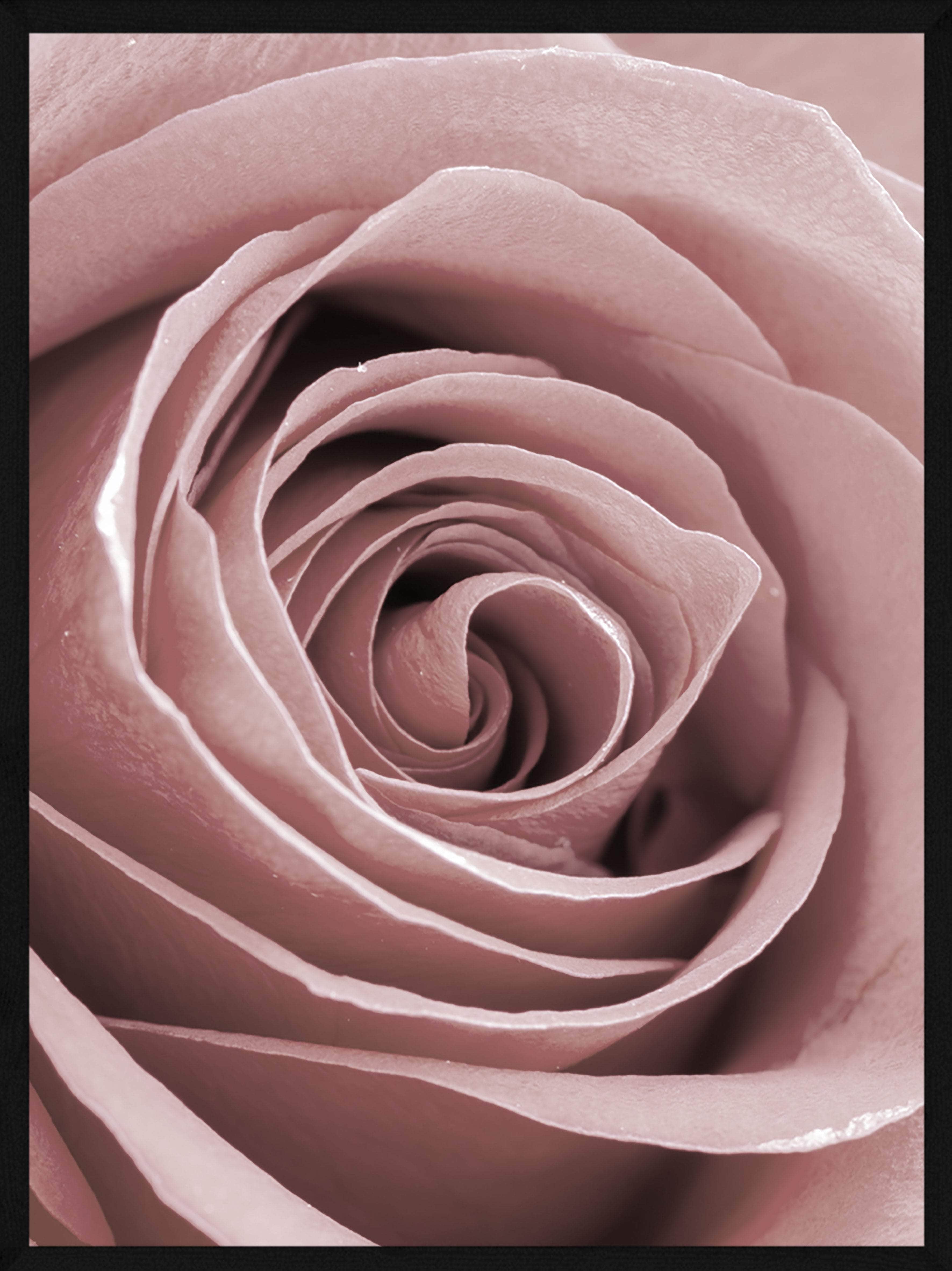 Rose Close-up