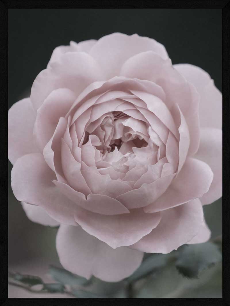 Rose På Stilk Plakat