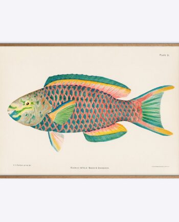 Scarus Vetula Papegøjefisk