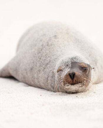 Sea Lion In Disquise Af Per Sørensen
