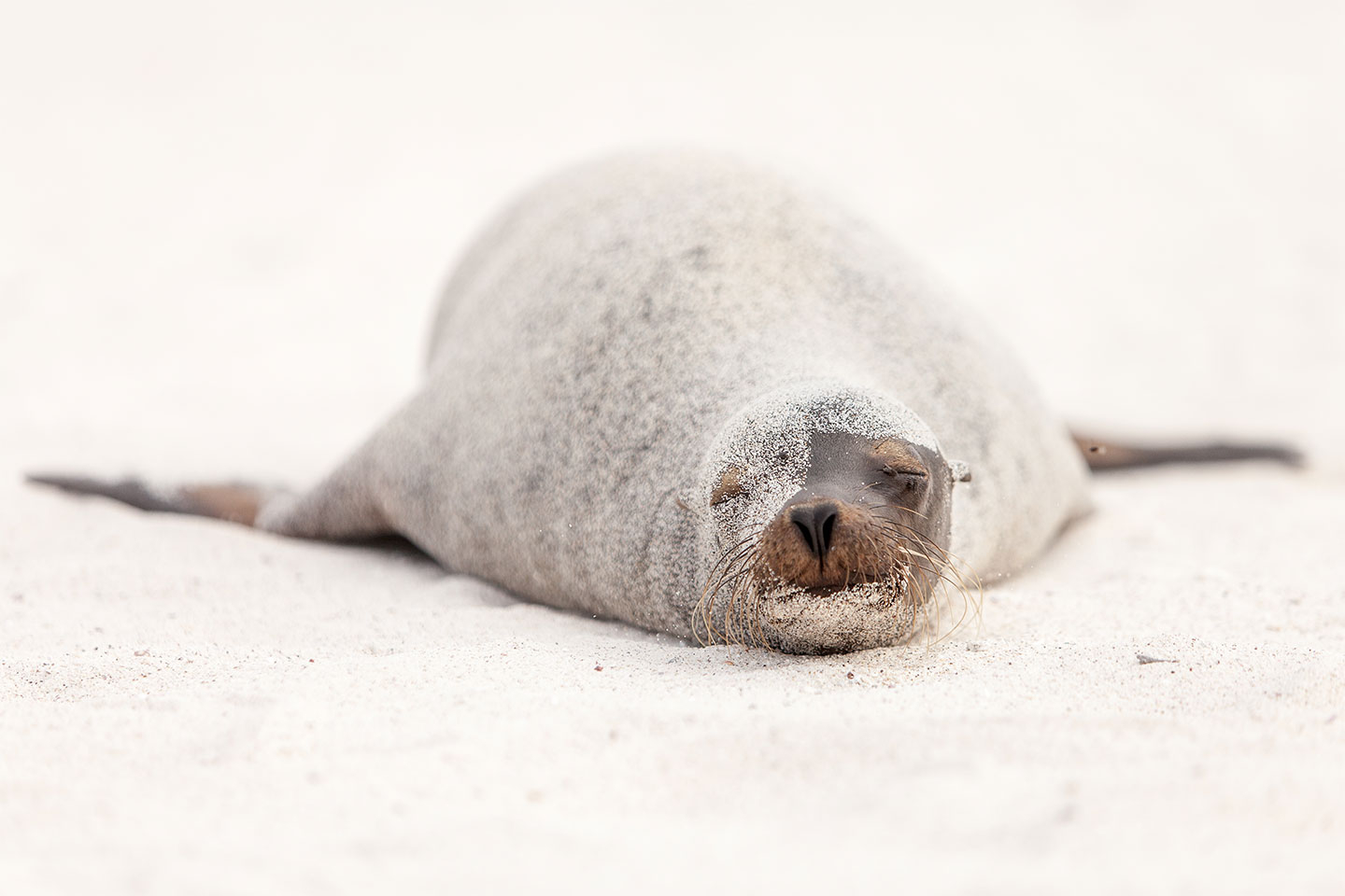 Sea Lion In Disquise Af Per Sørensen