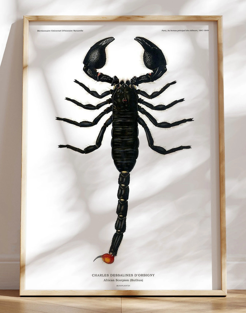 Skorpion Plakat