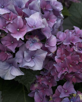 Smukke Blomster Af Heart Notes
