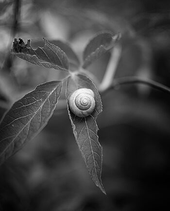 Snail Af Henrik Hansen