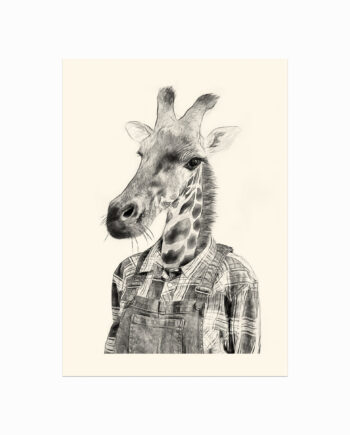 South African Giraffe