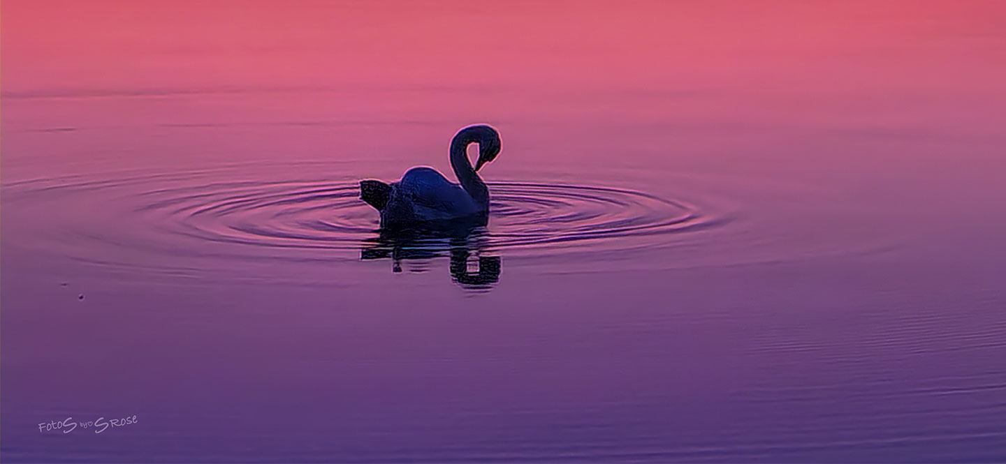 Svane   Pink Solnedgang Af Fotos By Srose