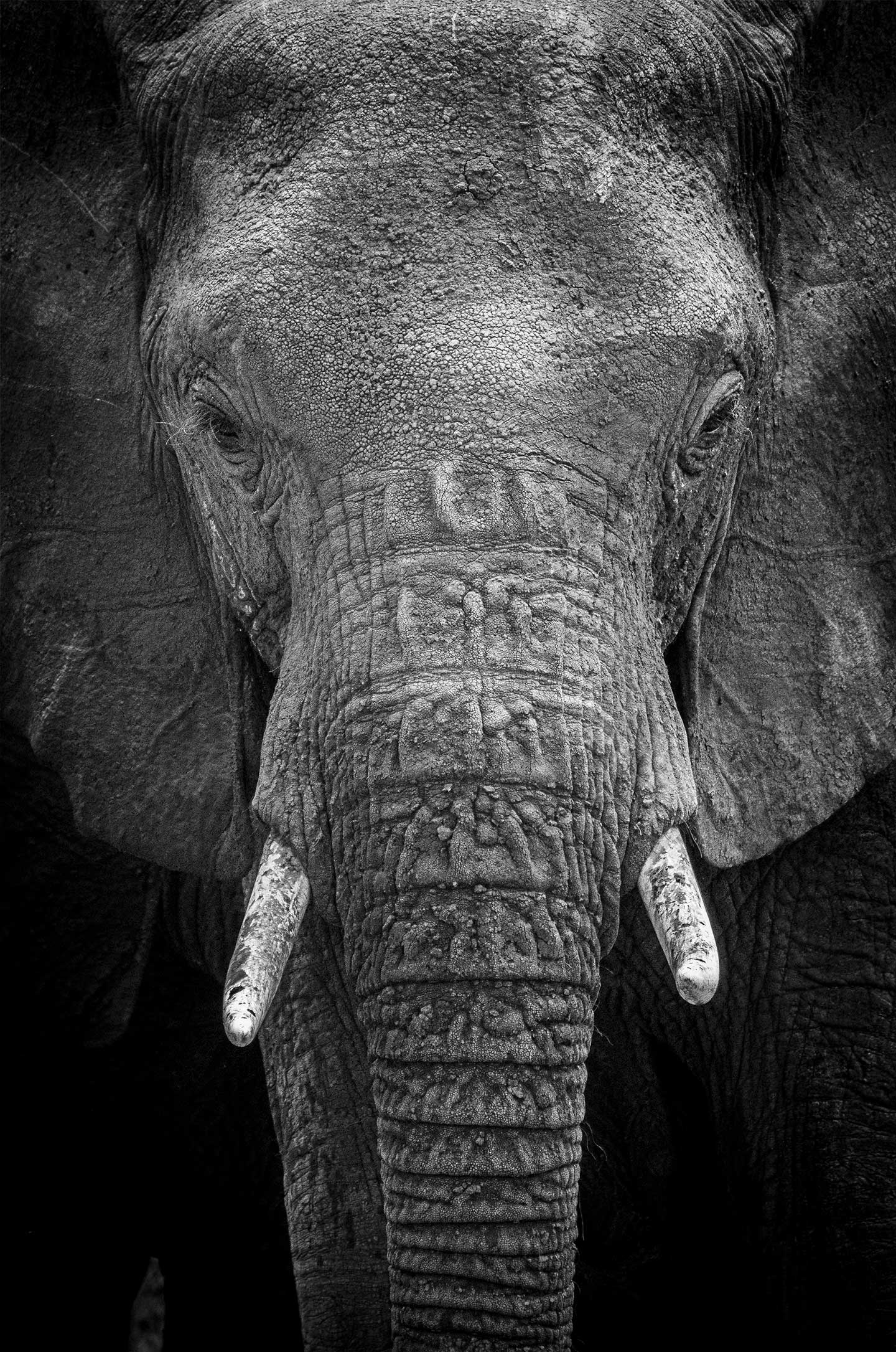 The Intense Gaze Of An Elephant Af Rasmus Gundorff Sæderup