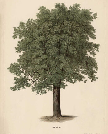 Walnut Tree Af Vintage Vista Designs
