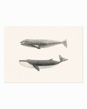 Whales Of Coastal Nantucket