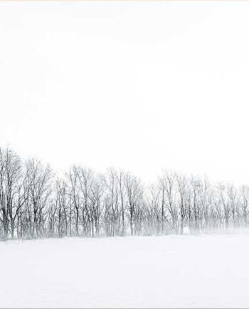Winter Trees Af Rasmus Gundorff Sæderup