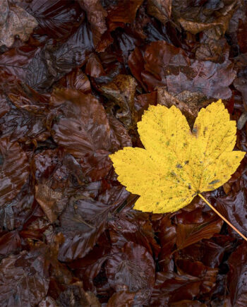 Yellow Autumn Leaf Af Rasmus Gundorff Sæderup