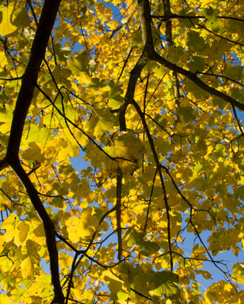 Yellow Maple Af Kirsten Stigsgaard