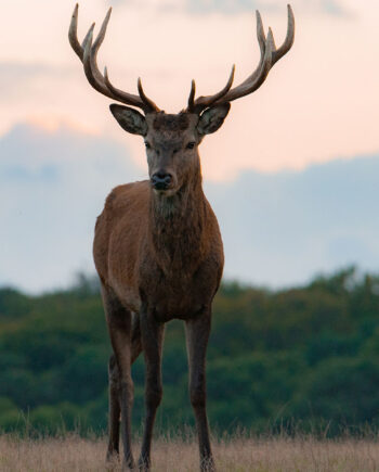 Young Red Deer Stag Af Daniel Faisst