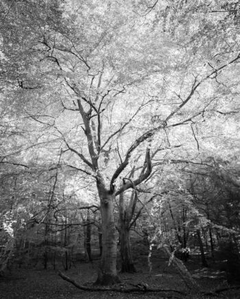And Then   Found   Tree Af David Foli