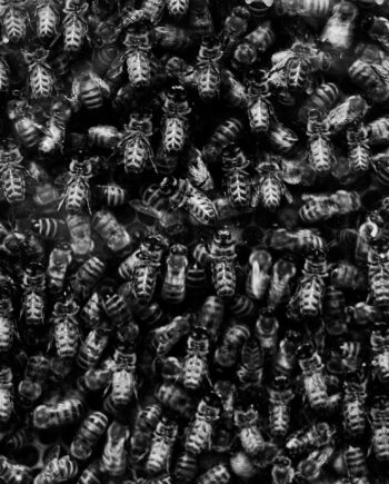Bees Af Gustavo Orensztajn