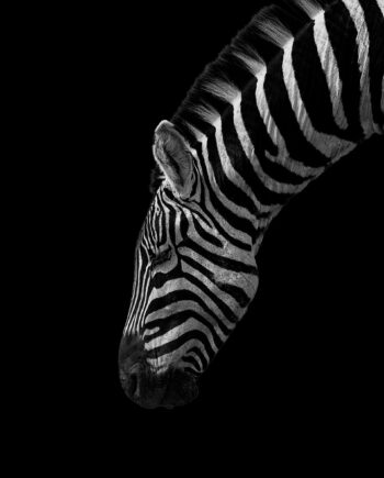 Black And White Stripes Af Mikkel Beiter