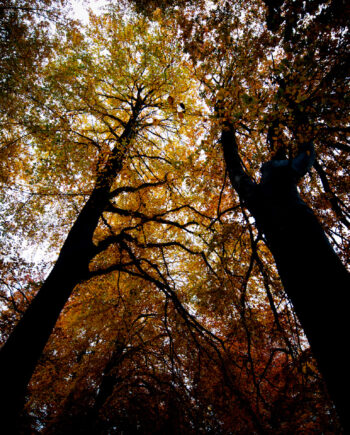 Black Trees Af David Foli