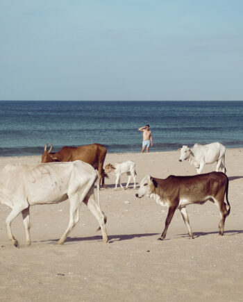 Cows At The Beach Af Frames
