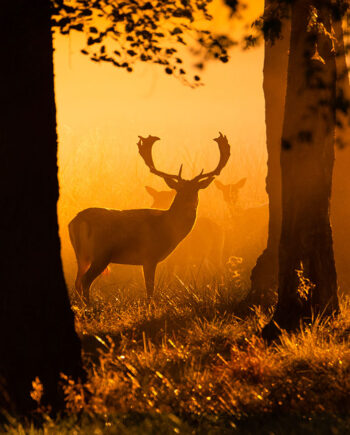 Early Morning Rays Of Light Af Daniel Faisst