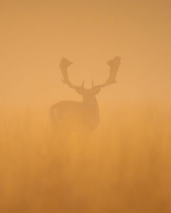 Fallow Deer Stag At Dawn Af Daniel Faisst
