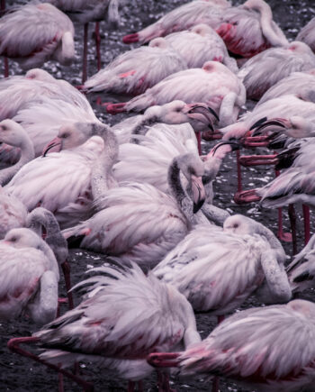 Flamingo Cluster Af Mikkel Beiter