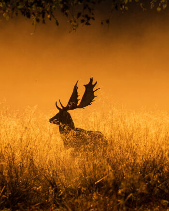 Foggy Morning Af Daniel Faisst