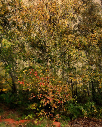 Forest Af Gustavo Orensztajn