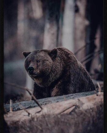 Grizzlybjørn Plakat