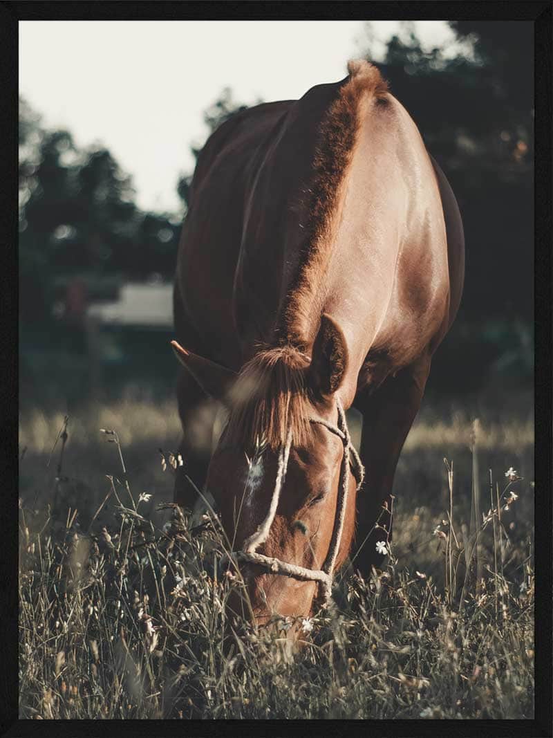 Heste Plakat Hest På Græs