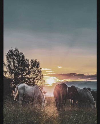 Heste Plakat Heste   Solnedgang