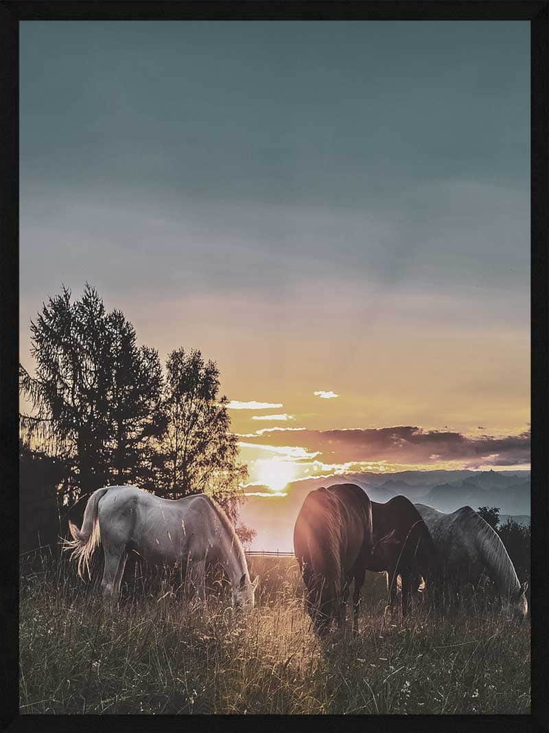 Heste Plakat Heste Solnedgang