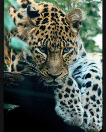 Leopard   Skov