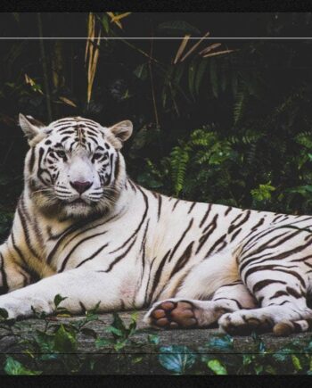 Liggende Hvid Tiger Plakat