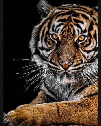 Liggende Tiger Plakat