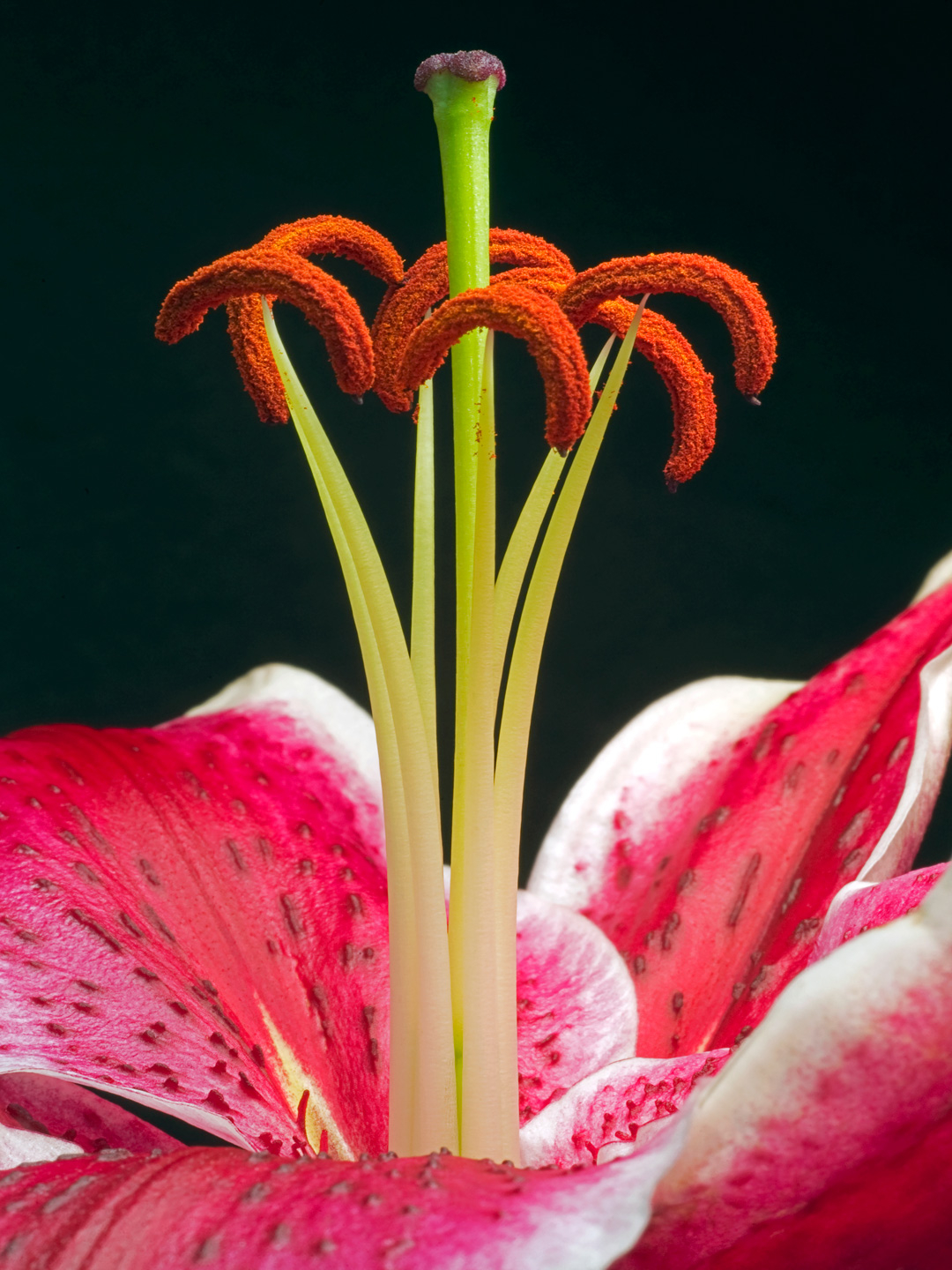 Lilium Af Pauline Snoeijs