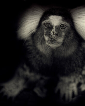 Little Monkey Af Gustavo Orensztajn