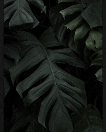 Monstera Plakat