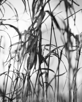 Natur3 Af Preben Stentoft