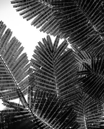 Natural Geometries Af Tal Paz-fridman