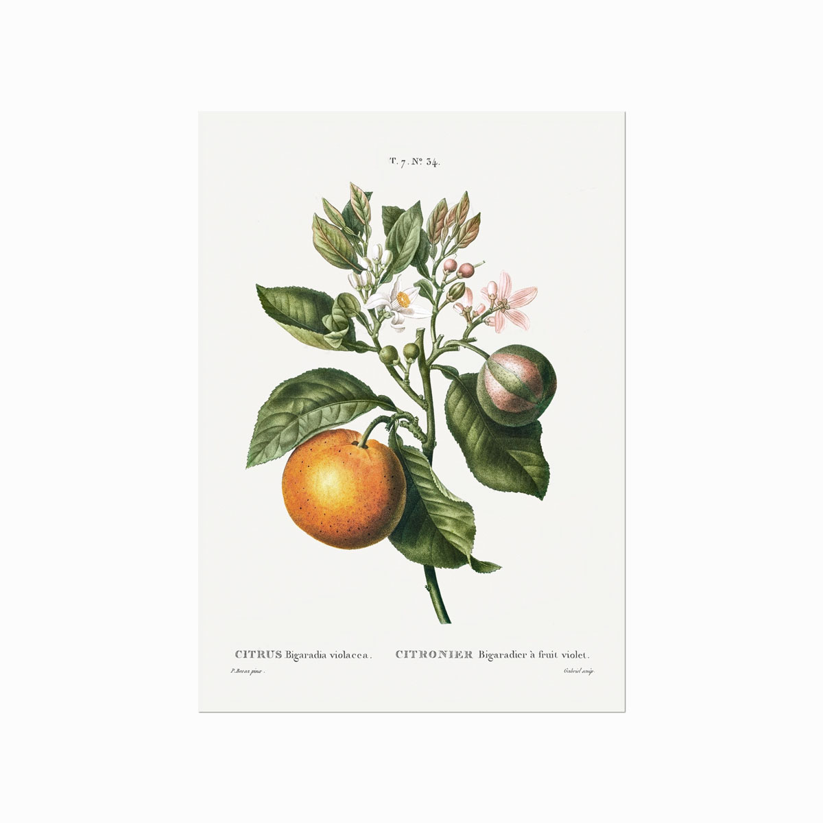 Pierre Joseph Redouté Citrus No 34