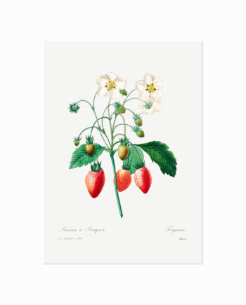 Pierre Joseph Redouté  Strawberry