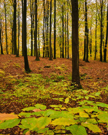 Road Of Leafs Af Jakob Evers