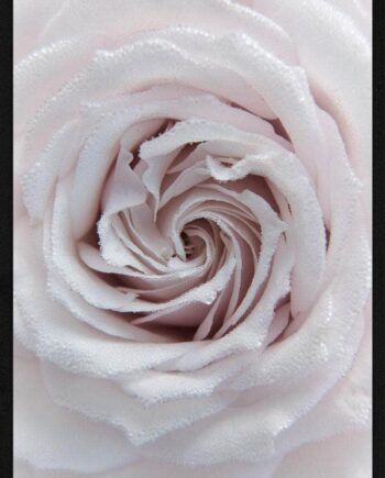 Rose Closeup Plakat