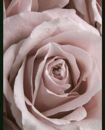 Rose Closeup Plakat