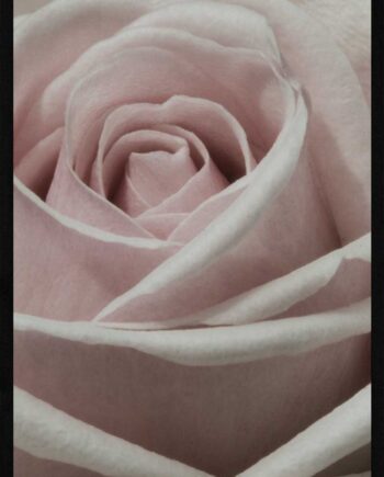 Rose Tæt På Plakat